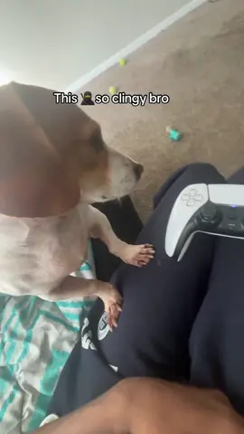 And he just staring #jtfrll2 #fyp #dachshund #dogsoftiktok #viral 