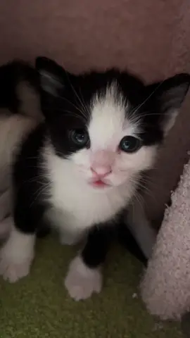 Cuddle puddle while one keeps watch. #kittens 