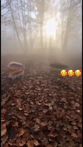 They ARE so CUTE #creatorsearchinsights #котогусеница #кот #sora #horror 