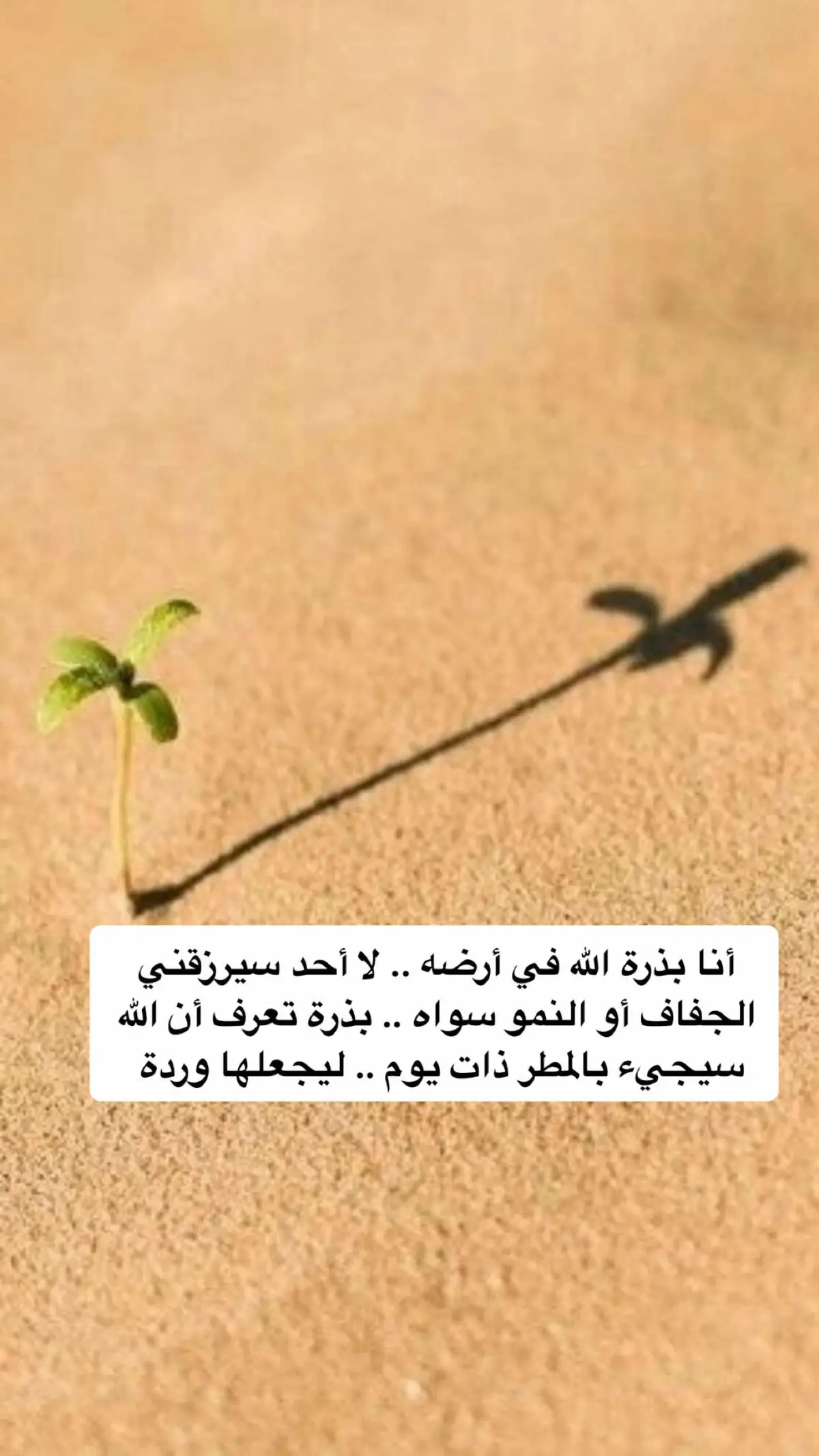 #سيرزقني_الله #وردة #عبارات #اقتباسات #اكسبلور 