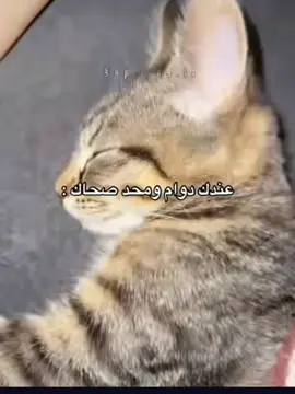 #اكسبلور #fyp