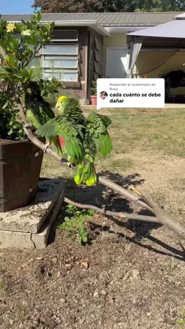 Respuesta a @Roxy #lorosdetiktok #parrotlove #loroamazonas #lorosbañandose 