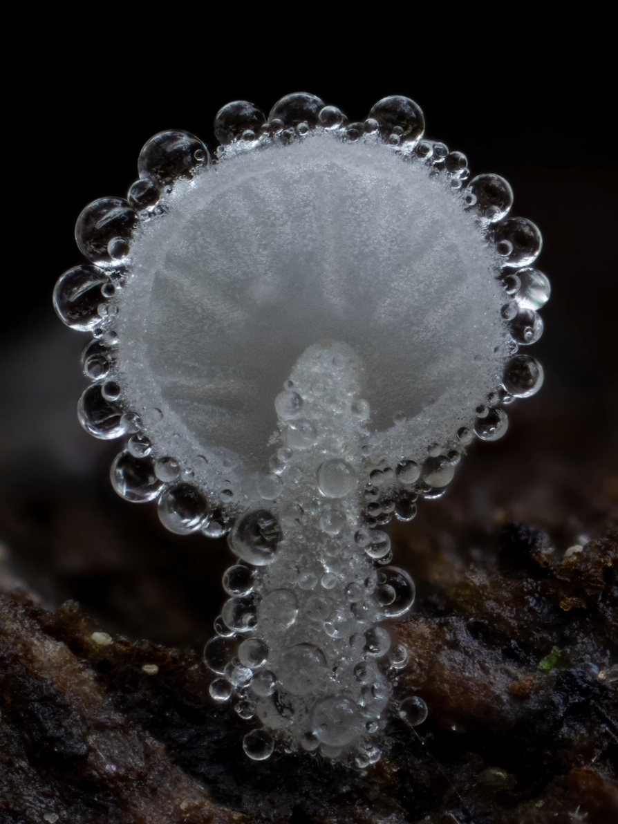 A tiny Dewdrop Bonnet, Hemimycena tortuosa, covered in droplets 🫶 Taken with  OM System OM1 mk II OM System 90mm f3.5 macro OM System MC-20 2x teleconverter  Natural light Focus stacked using Helicon Focus  #viral #photography #OMSystem #Outdoors #trending 