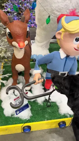 K-9 Joker 🃏🐾 wasn’t sure of what to think of Rudolph 😂 the Red Nose Reindeer during our adventures at @Lowe’s  #hangingwithdad #k9joker #fyp #fypシ #dogsoftiktok 