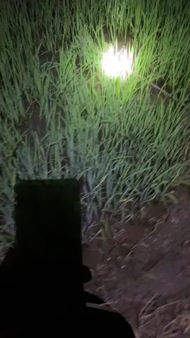 2 cay dín 2 con ngon luôn.#caucatunhien 