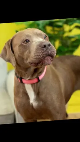 🌟CALLING ALL UNICORN FOSTERS🌟 Available at Gateway Pet Guardians!! Meet Panama, Chef B, Kalina, and Sugar - four special dogs who need a little extra love and patience, our UNICORNS 🦄 They all could use a break from the shelter and would love to find a loving foster home to help them thrive. 💖 We are seeking compassionate fosters who can open their hearts and homes to these wonderful dogs while they wait for their forever families. Fostering a UNICORN means providing a safe space, understanding, and care. In return, you’ll gain a lifelong friend and grateful companion!  🐾💕🐾💕🐾💕🐾💕🐾💕🐾💕🐾💕🐾💕 🦄 By fostering one of our special Unicorn Dogs, you’re giving a dog who’s struggling in the shelter a much-needed break and a chance to thrive in a loving home. As a thank you, you’ll receive a one-of-a-kind T-Shirt and a STAR ⭐️ on our Unicorn Board! Plus, you’ll get support from our Behavior and Enrichment Specialist to help your new foster settle in and succeed!  Ready to make a difference? Stop by the Shelter for walk-in hours every Tuesday, Wednesday and Thursday from 2-6pm or Saturdays from 9am-2pm. You can also email placement@gatewaypets.org with any questions!