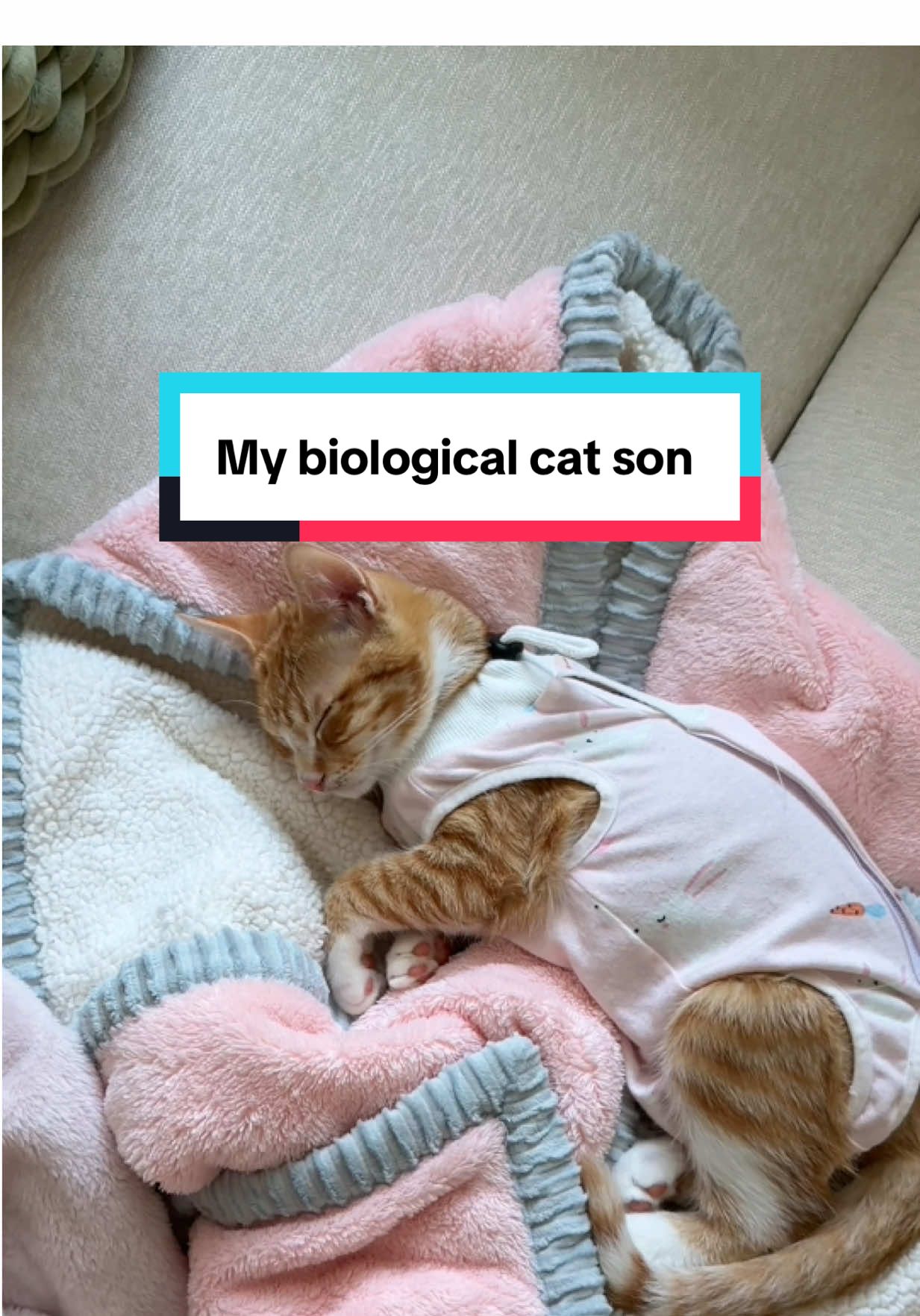 Idk he looks like a baby to me 💁🏻‍♀️  plus he looks so cute in pink 🥹🩷  #catmom #catlady #biologicalcat  #cutekittens #funnycats 