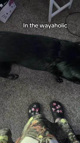 She’s a Velcro dog #fyp #dogsoftiktok #cuteanimals #silly 