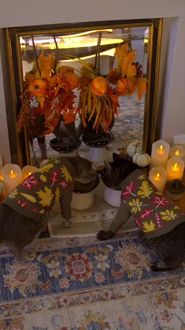#ad | Embracing autumn with Bilbo and Baloo ✨🍁 From tiny pumpkins to cozy blankets, everything feels warmer when they’re part of it. Their mushroom bowls filled with Wellness Complete Health Grilled entrée makes even the simplest rituals seasonal and special. I loved setting up this autumnal space for my cats. Here’s to fall comfort, nourishment, and joy with our favorite companions. Find Wellness Complete Health Grilled on @Amazon with the link in my bio. #WellnessPetFood @Wellness Pet Food 