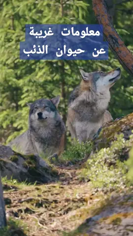 معلومات غريبة عن حيوان الذئب 🐺#معلومات #مواعض #قصص #الشيخ_محمد_بن_علي_الشنقيطي 