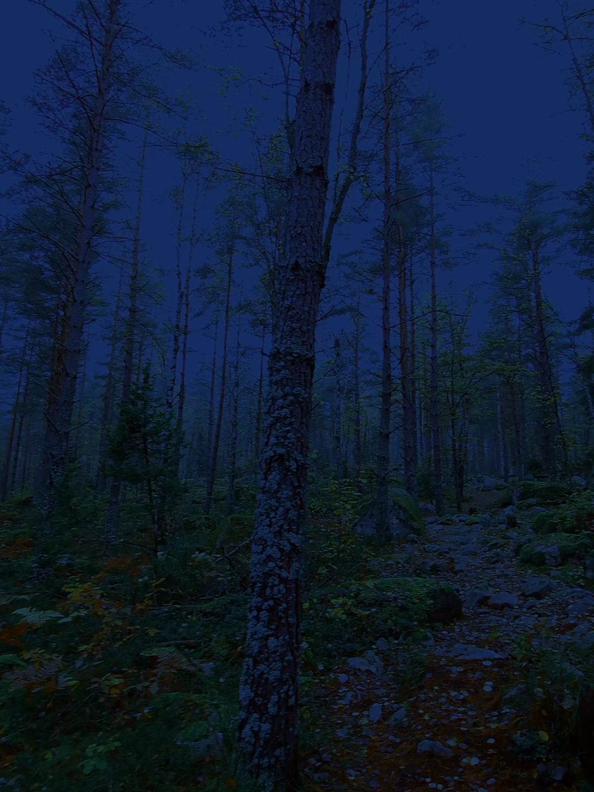 #liminal #fog #weather #nature #forest 