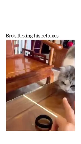#funnycats #cutecats #catsoftiktok #cuteanimals #funnypets 
