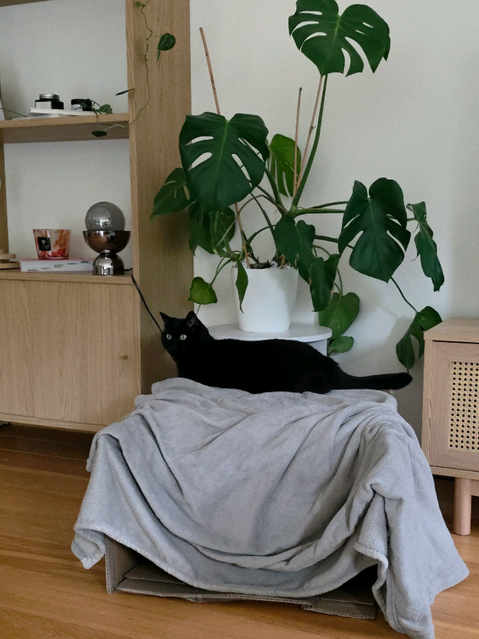 Ça fightt 🐱 #chattiktok #chaton #chatroux #chat #chats 