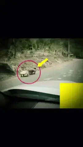 আর আমাদের জীবন নিয়ে কতই না অভিযোগ, বেশি কিছু না আল্লাহ আ'তালা যে আমাদেরকে সুস্থ রাখছে এইটার শুকরিয়া আদায় করে শেষ করতে পারবো না 🥹 আলহামদুলিল্লাহ #viralreelschallenge2025viralreelschallengejaiviralreelschallengeviralr #vairalpost #trending #viraltiktok #fyp 