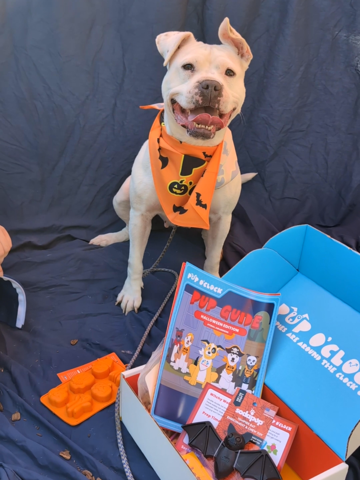 Watch as Peyton unboxes this month’s 𝑯𝒂𝒍𝒍𝒐𝒘𝒆𝒆𝒏-𝒕𝒉𝒆𝒎𝒆𝒅 𝑷𝒖𝒑 𝑶’𝑪𝒍𝒐𝒄𝒌 𝒃𝒐𝒙! 👻🦴 Pup O'clock  isn’t just a subscription box — it’s a monthly lesson in kindness, bonding, and tasty treats for your pup. 💕 Peyton loved every bite (and looked extra cute in her special Pup O’Clock bandana!) 🎁 Use code 𝐂𝐀𝐑𝐄10 for 10% off, and $5/month goes straight to Cincinnati Animal CARE to help shelter pets in need. 🐶💛 Subscribe today and treat your pup and make a difference! #PupOClock #CincyCARE #adoptcincy #fyp