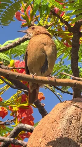 Espia pro céis vê que lindo o pássaro #zonarural_go #flores #aves #paz 