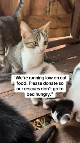 Your genoristy matters! Donate today and help us obtain our daily meals 🙏.#fyppppppppppppppppppppppp #foryoupage #fyp #explore #catsoftiktok #tiktokvideo #tiktokvideo #viralvideos #followback 