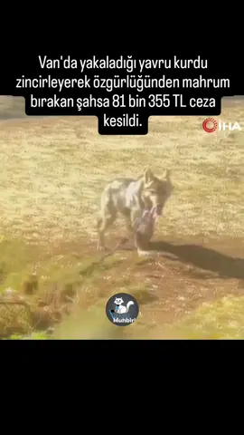 Muradiye’nin Adaklı Mahallesi’nde bir evin önüne tasma takılarak zincirle bağlanan kurt, bölge sakinlerinden birinin cep telefonu kamerasına yansıdı. Kısa sürede sosyal medyada yayılan görüntüler, hayvan severler ve vatandaşlar tarafından tepkiyle karşılandı. Gelen yoğun ihbarlar üzerine Doğa Koruma ve Milli Parklar Van Şube Müdürlüğü ekipleri, olay yerine giderek inceleme başlattı.Yapılan saha çalışmasının ardından zincirle bağlanan kurt, Adaklı Mahallesi’nde tespit edildi. Bölgeye intikal eden ekipler, hayvana zarar vermeden dikkatli bir şekilde müdahalede bulundu. Kurt, bulunduğu yerden alınarak sağlık kontrollerinin yapılması amacıyla Van Yüzüncü Yıl Üniversitesi (Van YYÜ) Yaban Hayvanları Koruma ve Rehabilitasyon Merkezi’ne teslim edildi.