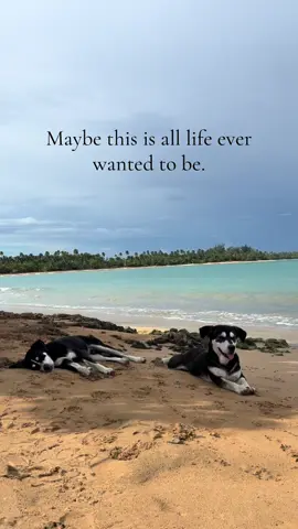 This is the whole point of life. ✨ #peaceful #dog #beach 