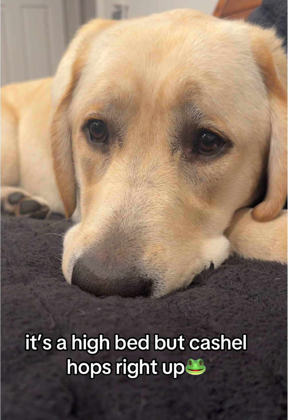 Cash is the only one who has ever been able to jump up on the bed!🤗💛#dogsoftiktok #viral #foryoupage #pets #for @Comfrt Paws @Amazon Pets @target 