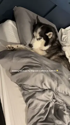 Look how comfy he is 😭😭 spoiled baby #myshayla #cuddlebuddy #siberianhuskies #funnydogvideo #huskylove 