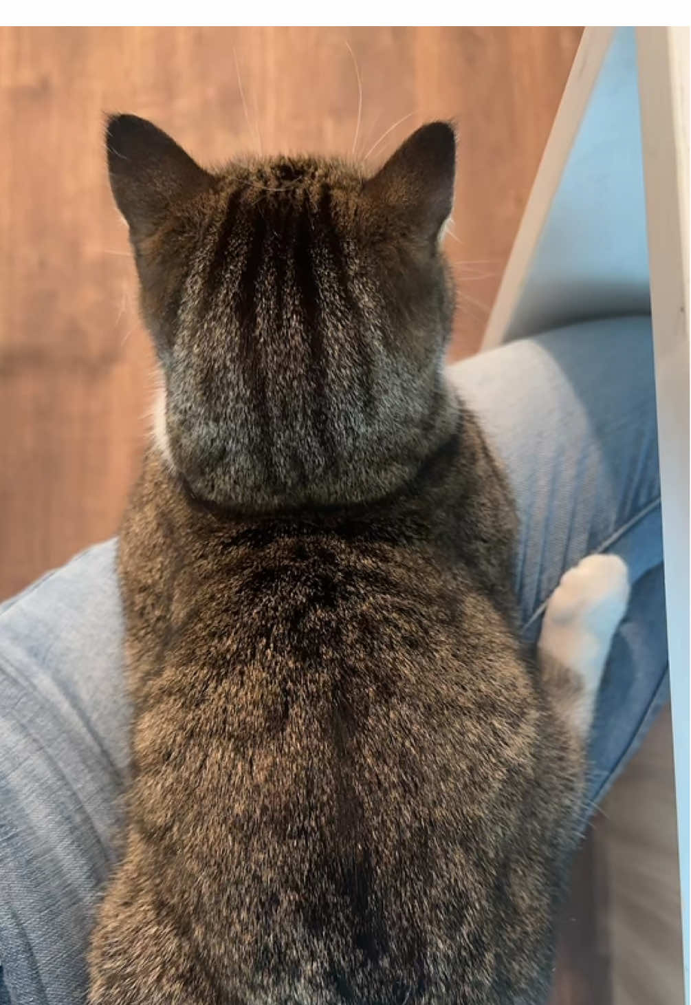 She’s shy #cat #cutecat #loaf #catloaf #catsoftiktok 