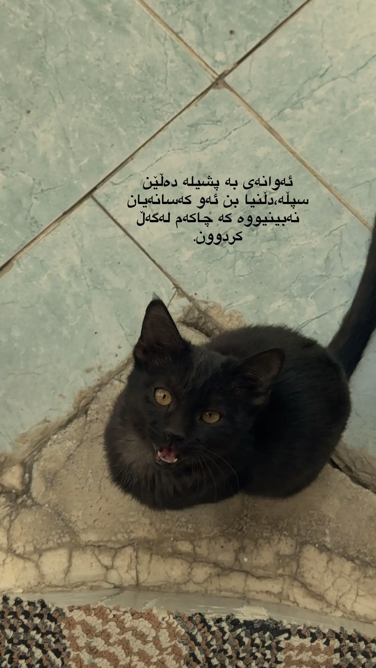 #cat #fyp #tiktok #post #foryou 