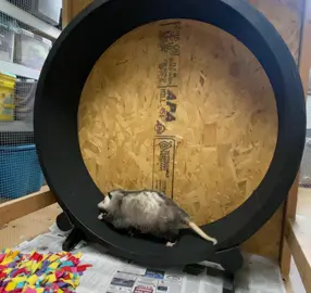 DYK- opossums in rehab love cat exercise wheels?! This is an old clip of our beloved Dottie (RIP!) She always used her wheel- which was great for staying active. #wildliferehab #opossumsoftiktok #wildlife #pawilds 