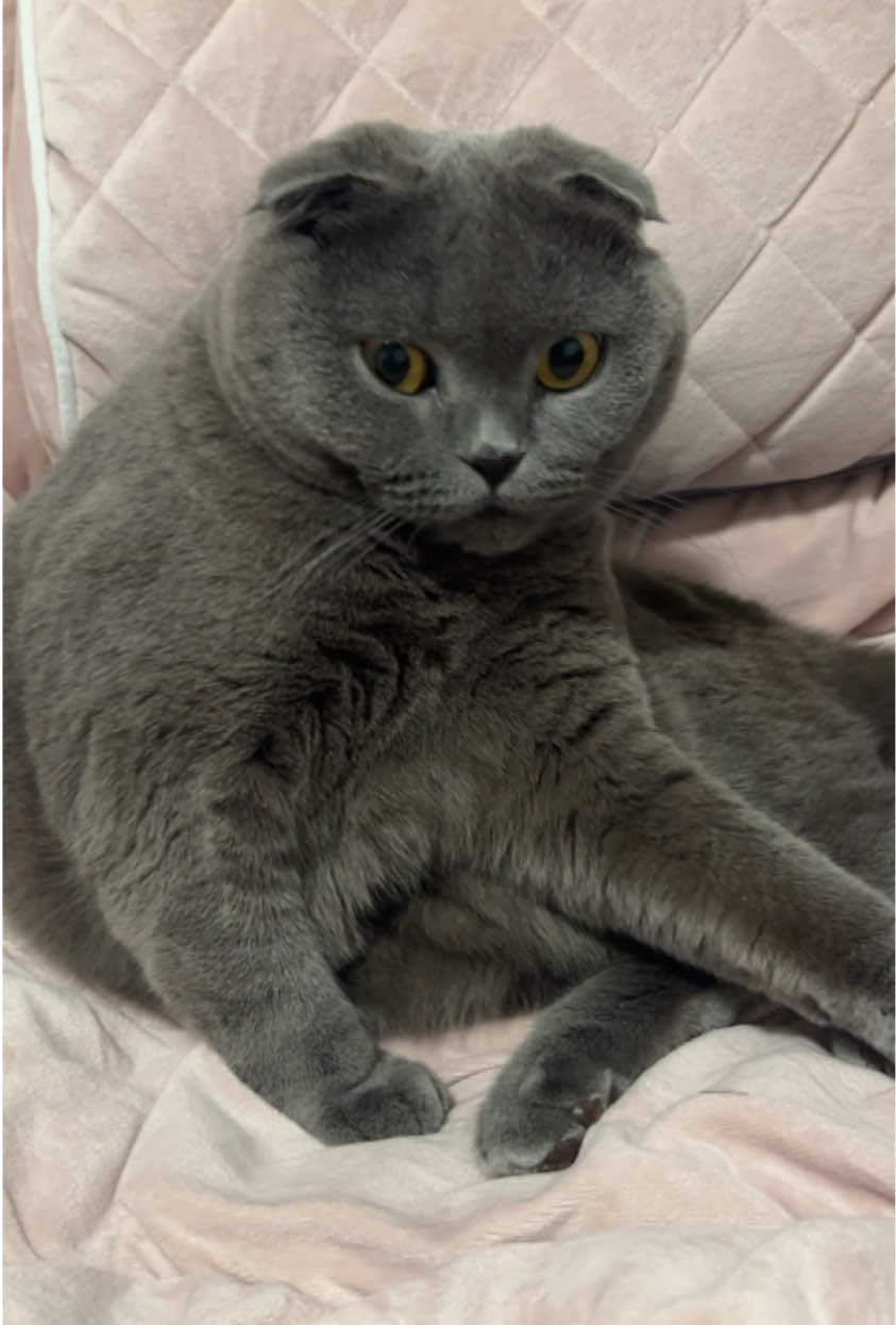 Asking if Sister Minnie loves me  . #cutecats #funnycats #meow #adorable #cute 