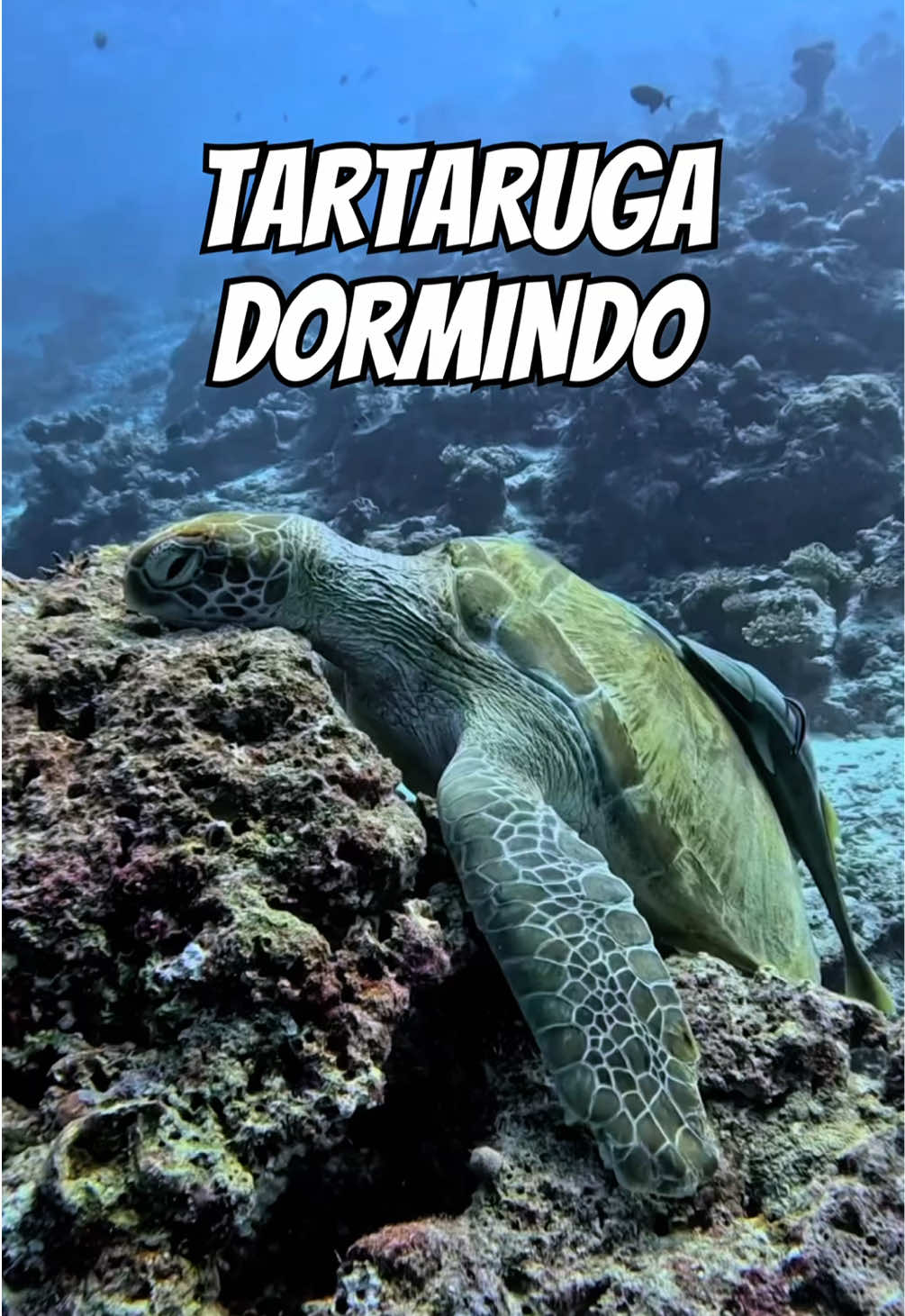 🐢💤 Você sabia? As tartarugas também dormem — e algumas fazem isso debaixo d’água! 😮 Elas reduzem o ritmo da respiração e o batimento cardíaco para economizar energia. Algumas conseguem ficar até 7 horas sem subir pra respirar! Natureza é incrível, né?  #vidamarinha #oceano #tartaruga #curiosidades #biologia 