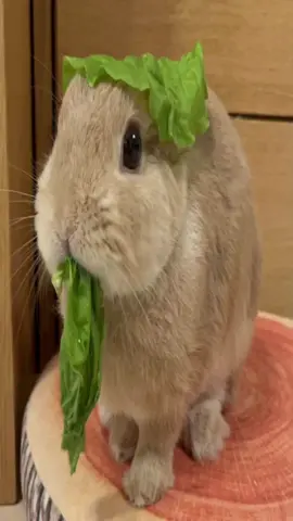 #bunny#bunnies 