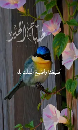 #صباح_الخير #اذكارالصباح #اكسبلور #