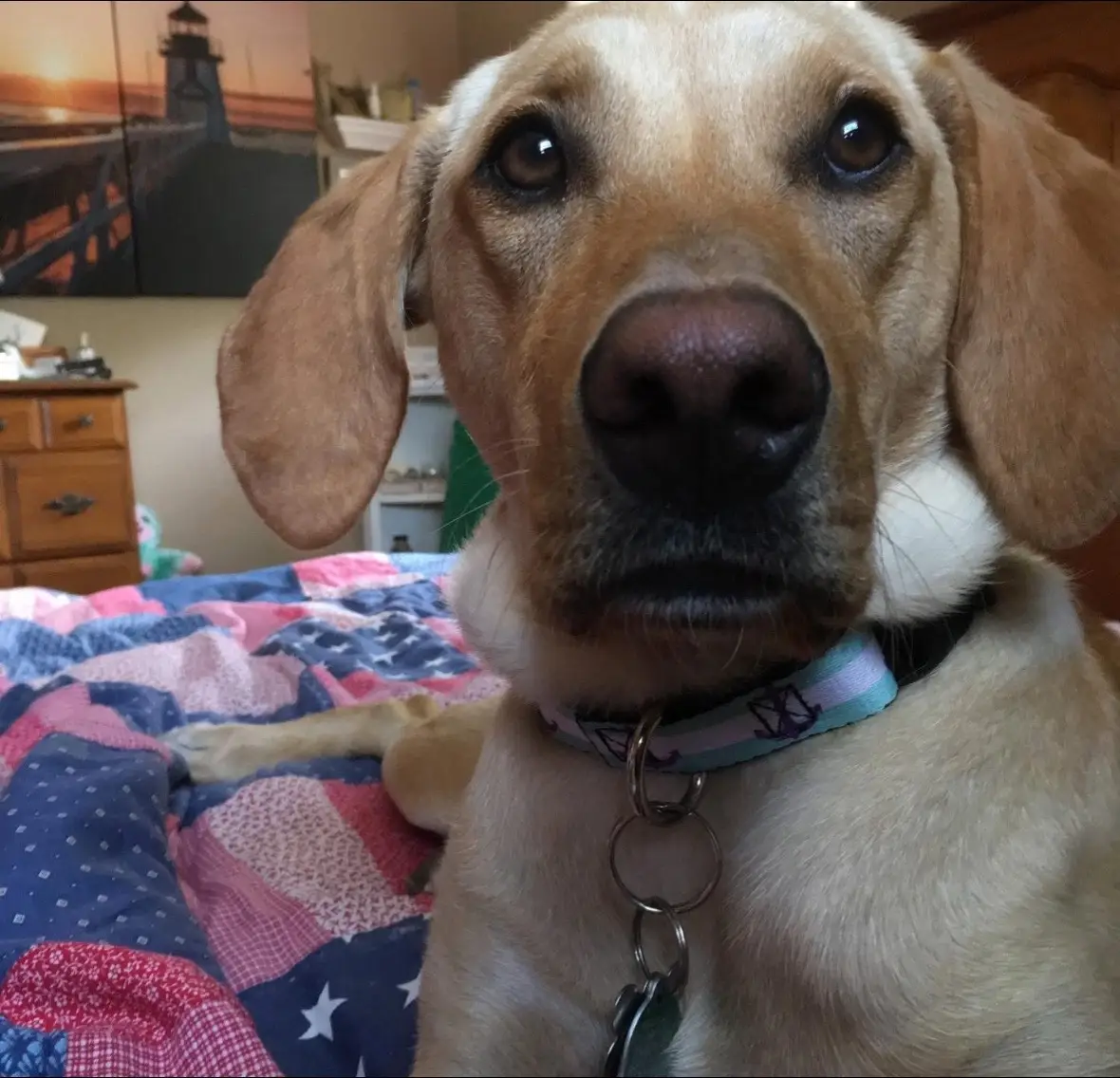 where did my puppy go? but honestly people still think he’s a puppy bc of his ears 😭 #foryou #servicedog #dogsoftiktok #puppy #fypシ゚viral 