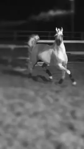 #الادهم #الخيال #صهيل #خيل_وخياله🐎 #الخيل_العربية_الاصيلة🐎 