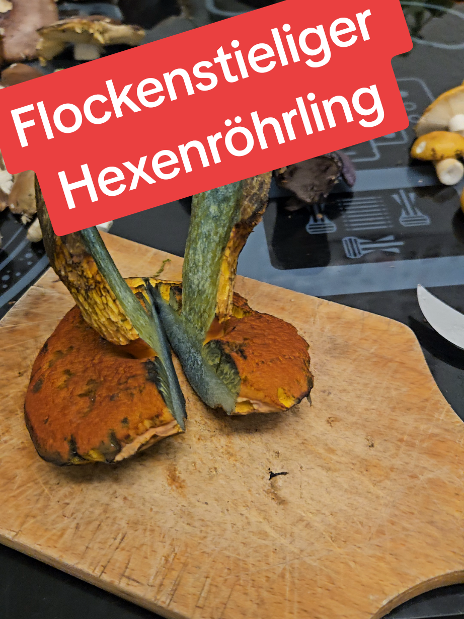 #flockenstieligerhexenröhrling #funghi #forest #pilztok #switzerland 