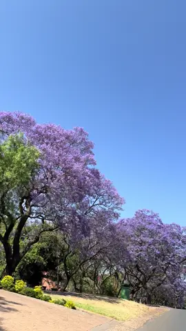 #jacaranda #pretoria #jacarandasinpretoria #southafrica 