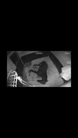 The famous horizontal horse strikes again ! This is 1 night … he is just special I think 😂  Who would have thought… horses sleep laying down and not standing .::  #fyp #sleepinghorse #equestrian #horse #horsesontiktok 