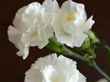 mi canción más personal  #Aroha #ASTRO #아스트로 #astrolovevibes #astrounavezdijo 