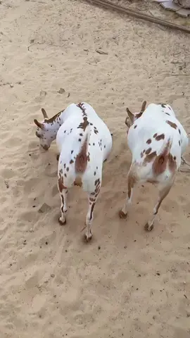 افلح من ذكر الله وصلى على النبي  عرض من الانتاج بنات الفحل هليل اللهم بارك  من#الانتاج #صلالي # فولو #الفحل #هليل#  #اكسبلور_فولو        