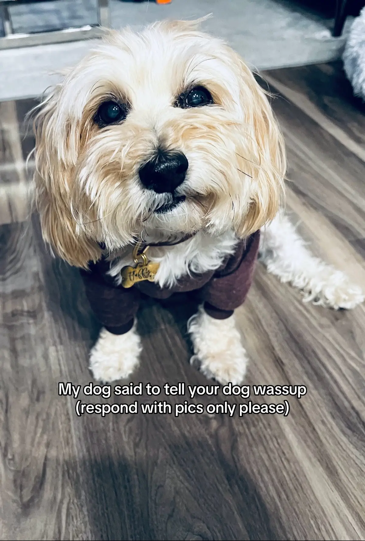 Big Dog Energy 🐶 #dogs #yorkie #bichon #dogsoftiktok #trending 