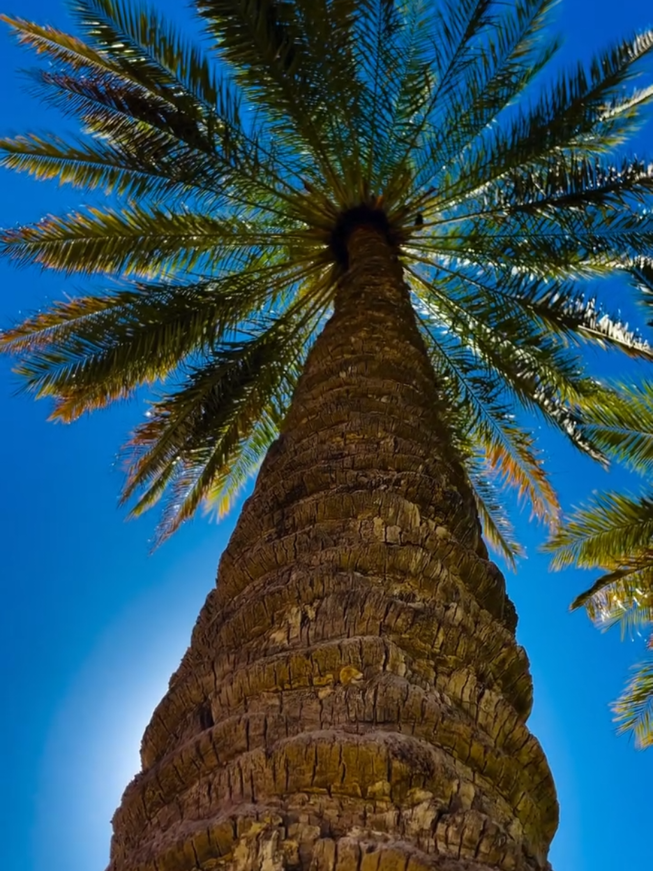 #گدرت الفرح .. يسحل عليّ بي طول ..!  😭💔 للشاعر: #سمير_صبيح #الريف_العراقي  #شعر_شعبي_عراقي 