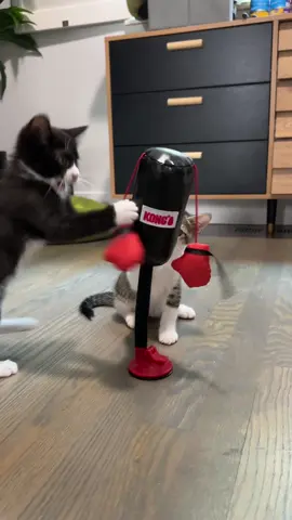 This is what the world needs: a boxing gym for kittens. 🤣 #badgerdot #kong #boxing #kittens @KONG Company 