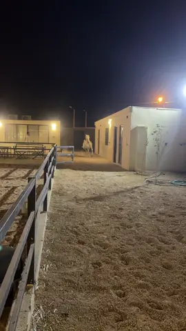 #خيل_وخياله🐎 #fyp #viral 