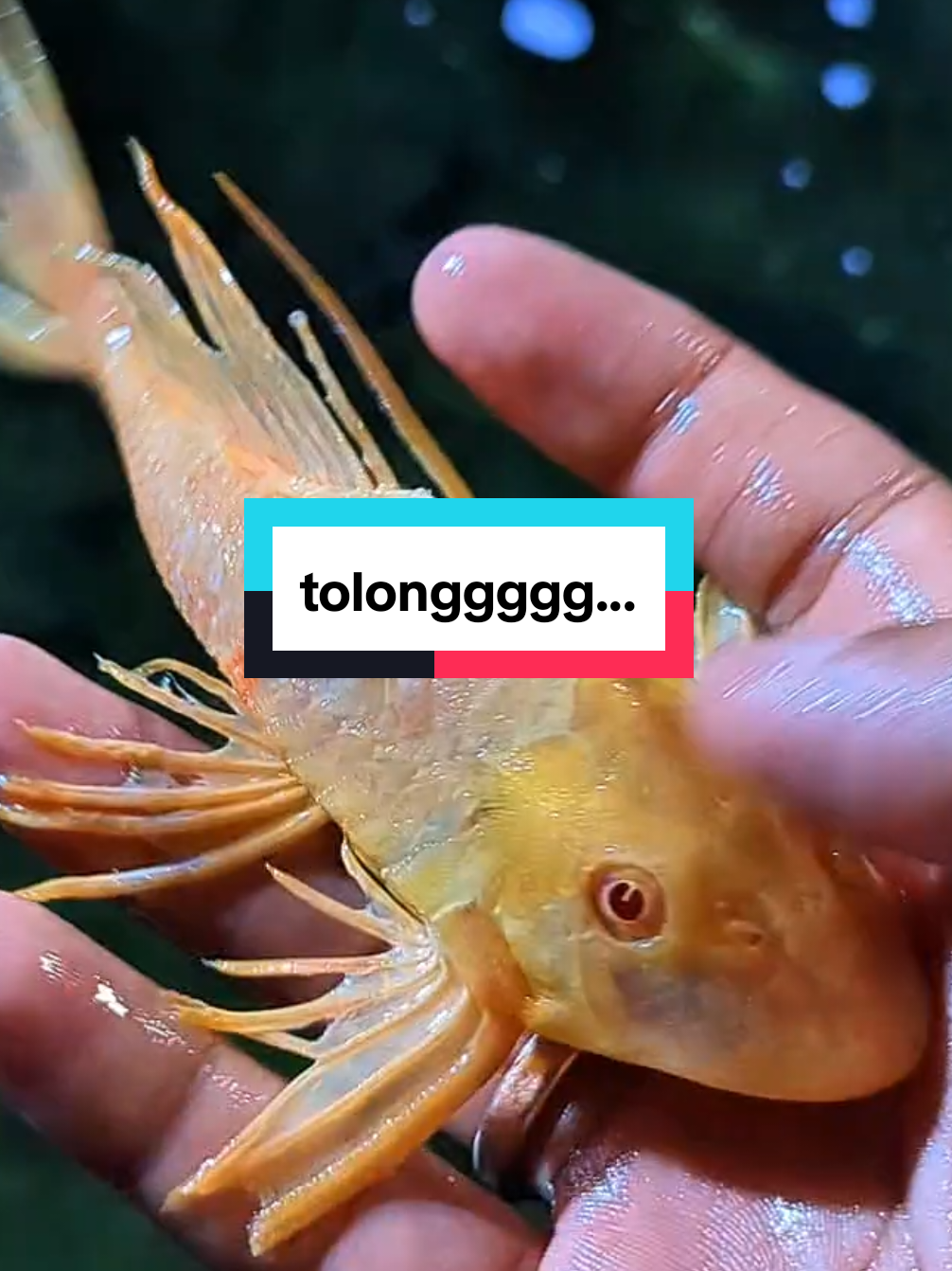 saatnya misi penyelamatan 🫨🫨🫨 . . . . . . . . . . #ikanpredator #ikanhias #fyp #monsterfishkeepers #monsterfish 