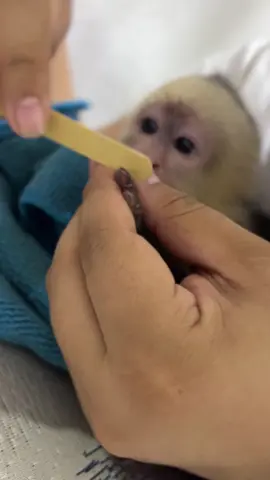 Hola buenas tardes amigos , hoy mi mami me está limando las uñas 🤍#capuchinomonkey #elmonitomasviral #babymonkey 