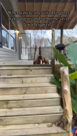 #dachshund #dachshundsoftiktok #dachshundpuppy #fyp #viral