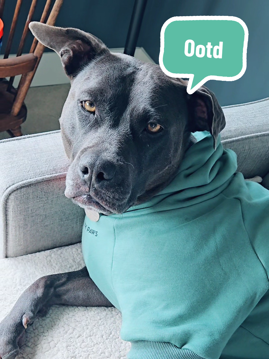 Spark Paws fit check. #OOTD #dogclothes #dogmomlife #tiktokshopblackfriday #tiktokshopcreatorpicks 