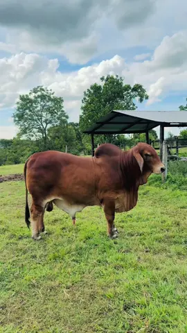 Cheche Heredero 😍🐮#liveincentiveprogram #brahaman #ganaderia #ganado #mylife @Ganaderia Cheche 