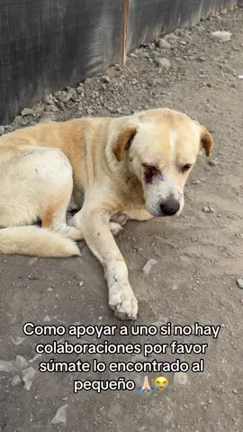 Encontramos al perrito enfermo #perritos #refugiodeanimales #perrosabandonados #perros #paratiiiiiiiiiiiiiiiiiiiiiiiiiiiiiii 