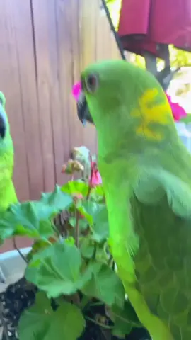 #tiktoklive #livehighlights 